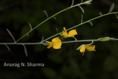 Crotalaria albida